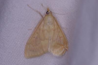<i>Ostrinia nubilalis</i>