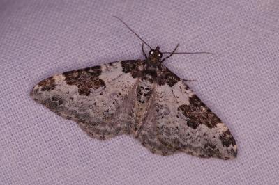 <i>Xanthorhoe fluctuata</i>