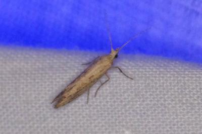 <i>Plutella xylostella</i>