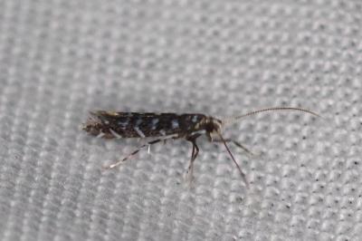 <i>Parectopa ononidis</i>
