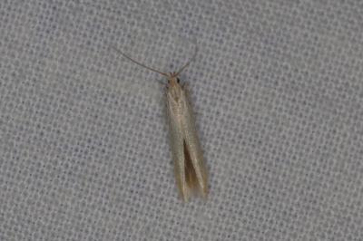 <i>Coleophora</i>