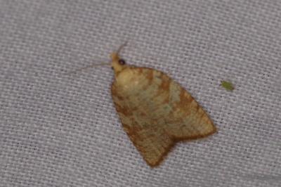 <i>Aleimma loeflingiana</i>