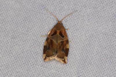 <i>Archips xylosteana</i>