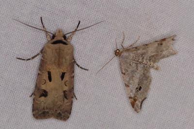 <i>Macaria alternata</i>