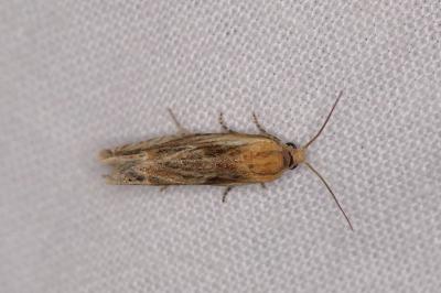 <i>Eucosma cana</i>