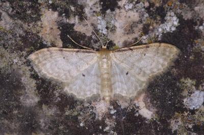 <i>Idaea fuscovenosa</i>