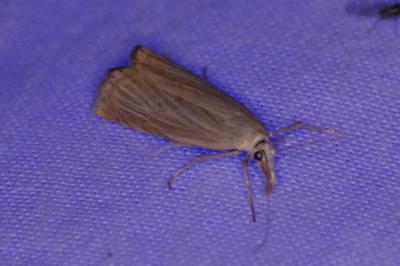 <i>Chrysoteuchia culmella</i>