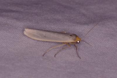 <i>Eilema caniola</i>