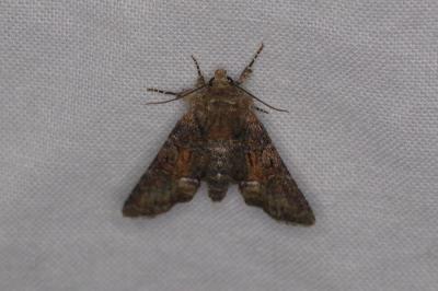 <i>Oligia</i>