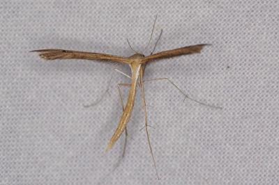 <i>Stenoptilia</i>