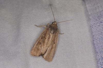 <i>Proxenus hospes</i>