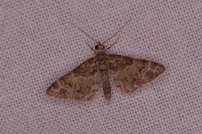 <i>Gymnoscelis rufifasciata</i>