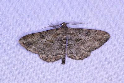 <i>Peribatodes rhomboidaria</i>
