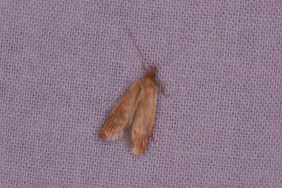 <i>Helcystogramma rufescens</i>