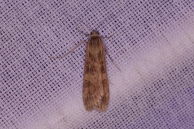 <i>Nomophila noctuella</i>