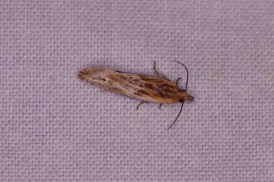 <i>Eucosma cana</i>