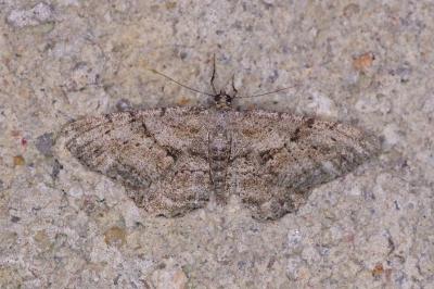 <i>Peribatodes rhomboidaria</i>