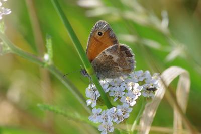 <i>Coenonympha pamphilus</i>
