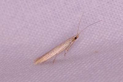 <i>Coleophora</i>