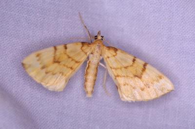 <i>Gandaritis pyraliata</i>