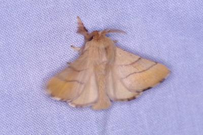 <i>Malacosoma neustria</i>