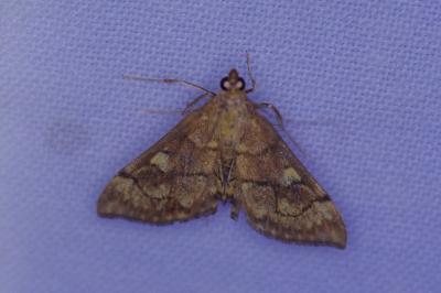 <i>Anania verbascalis</i>
