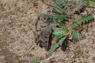 <i>Macroglossum stellatarum</i>