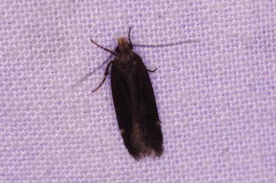 <i>Aproaerema anthyllidella</i>