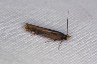 <i>Aproaerema anthyllidella</i>