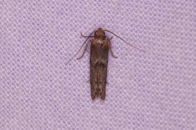 <i>Blastobasis</i>