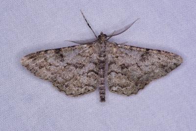 <i>Peribatodes rhomboidaria</i>