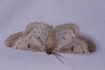 <i>Peribatodes rhomboidaria</i>