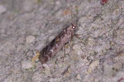 <i>Dioryctria</i>