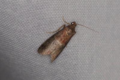 <i>Acrobasis marmorea</i>
