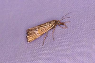 <i>Chrysocrambus linetella</i>