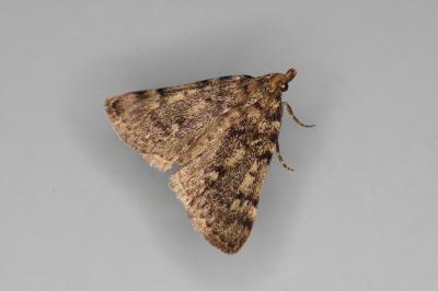 <i>Aglossa pinguinalis</i>