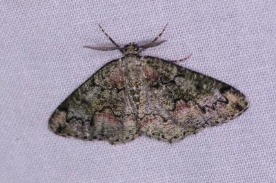 <i>Cleorodes lichenaria</i>