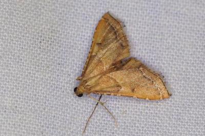 <i>Endotricha flammealis</i>