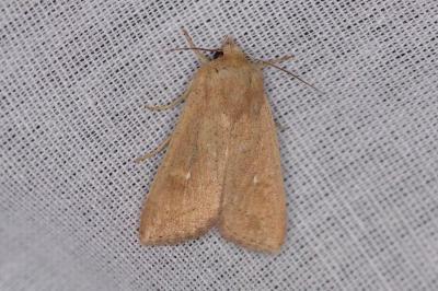 <i>Mythimna ferrago</i>