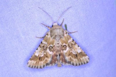 <i>Eremobia ochroleuca</i>