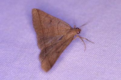 <i>Zanclognatha lunalis</i>