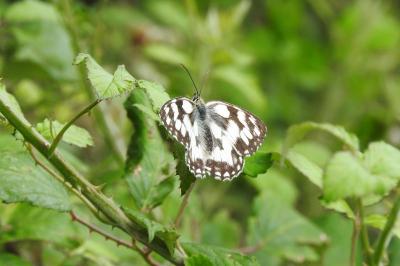 <i>Melanargia galathea</i>