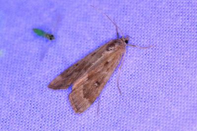 <i>Parapoynx stratiotata</i>