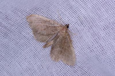 <i>Philereme vetulata</i>