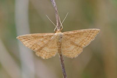 <i>Idaea ochrata</i>