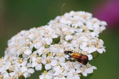 <i>Nemophora fasciella</i>