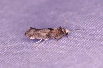 <i>Paraswammerdamia</i>