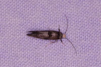 <i>Paraswammerdamia</i>