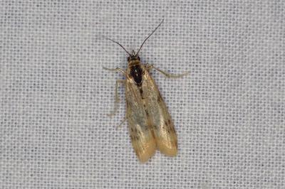 <i>Phycitodes</i>