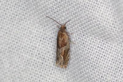 <i>Ancylis comptana</i>
